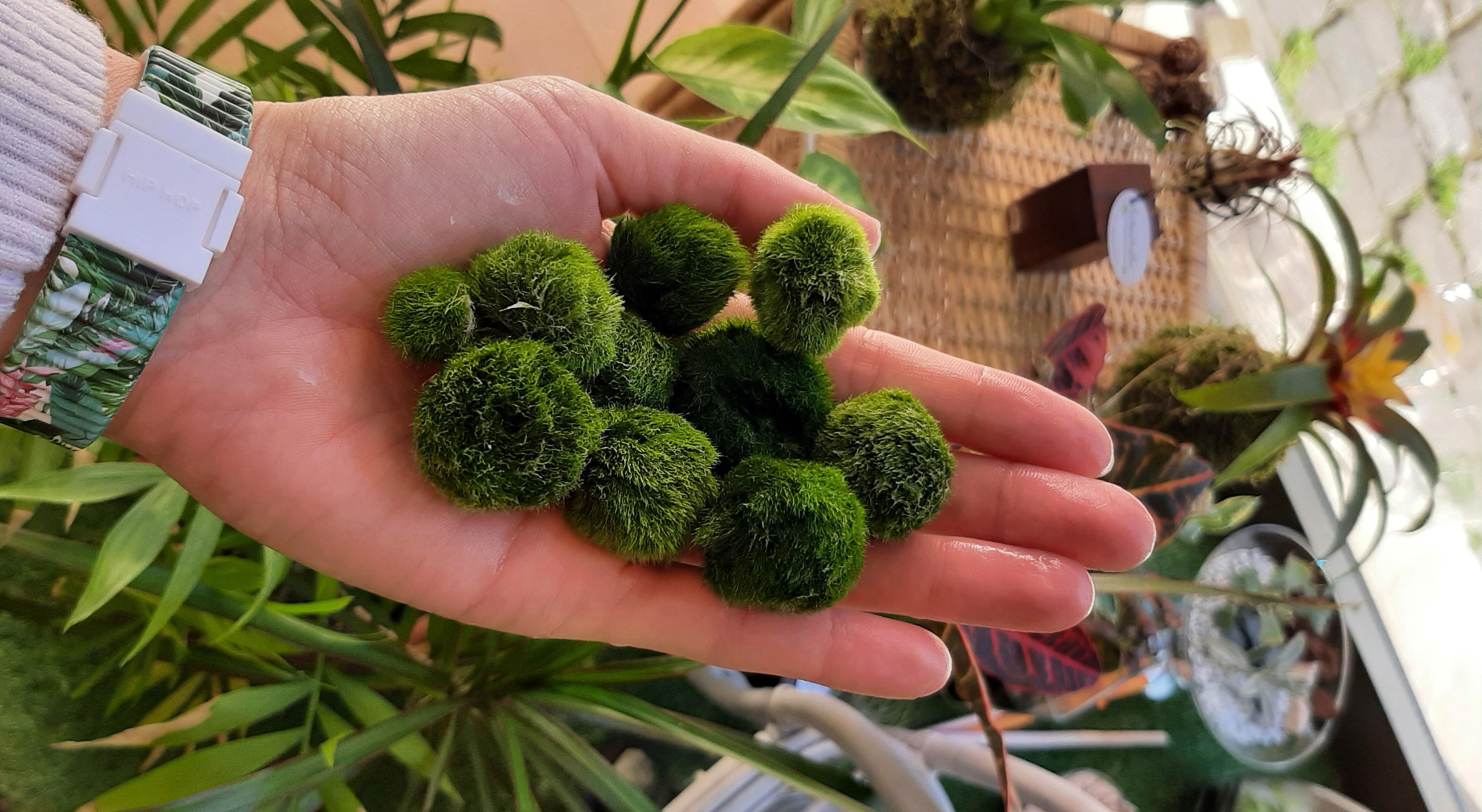 Marimo