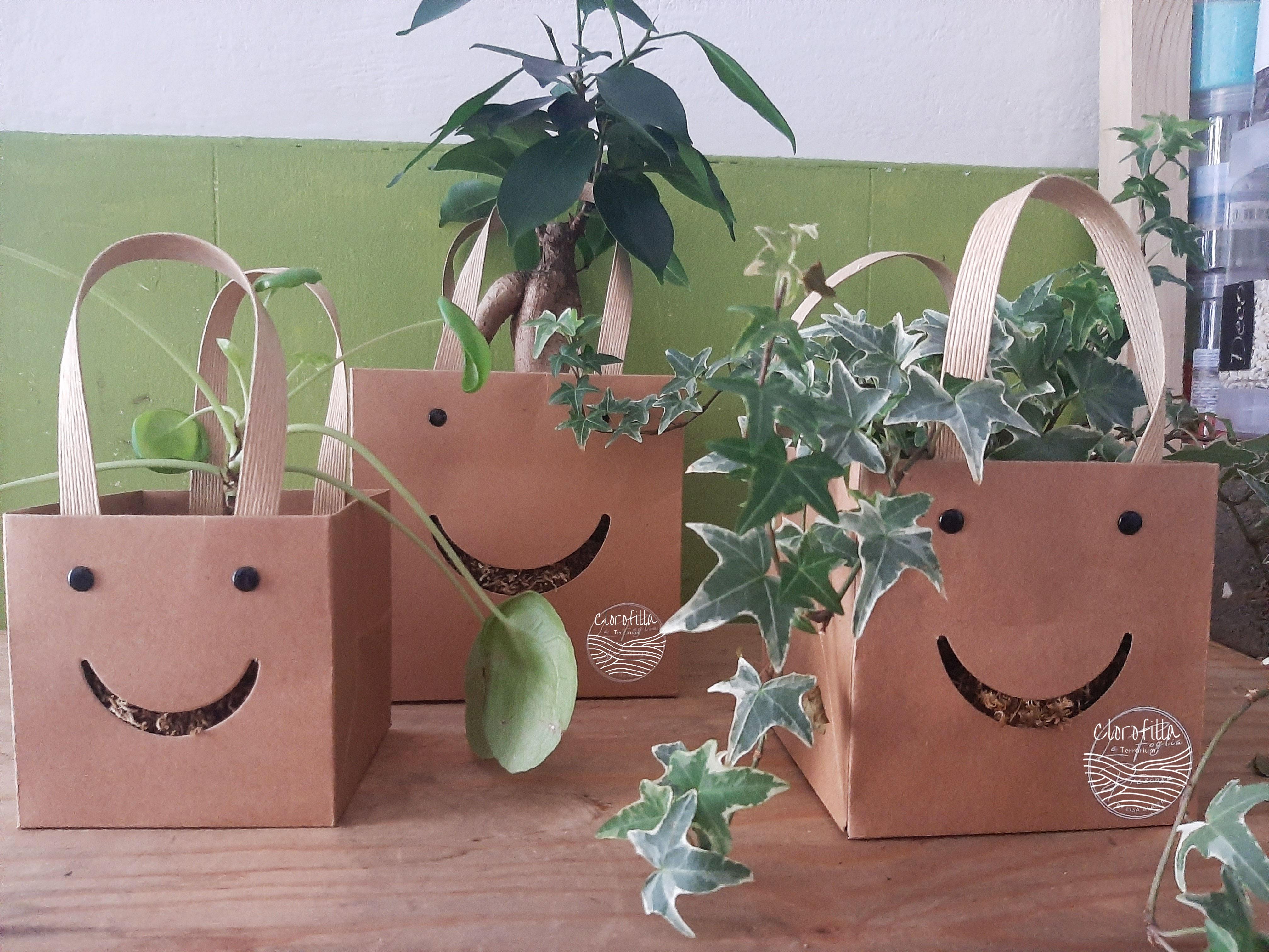 Kokedama