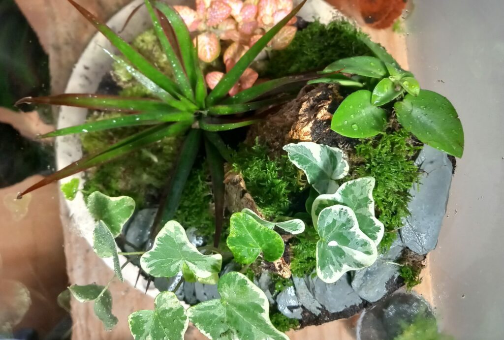 Terrarium chiuso