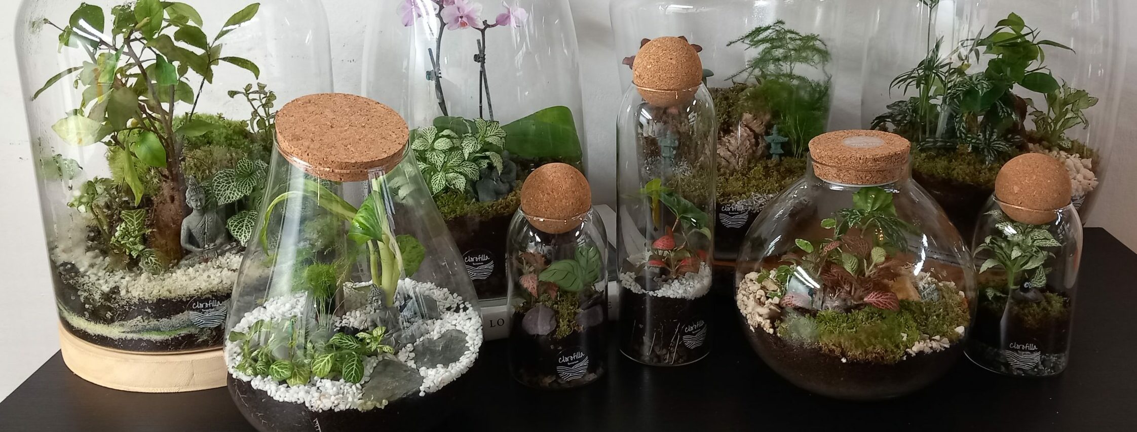 Terrarium chiuso