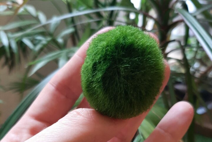 Scopriamo il Marimo