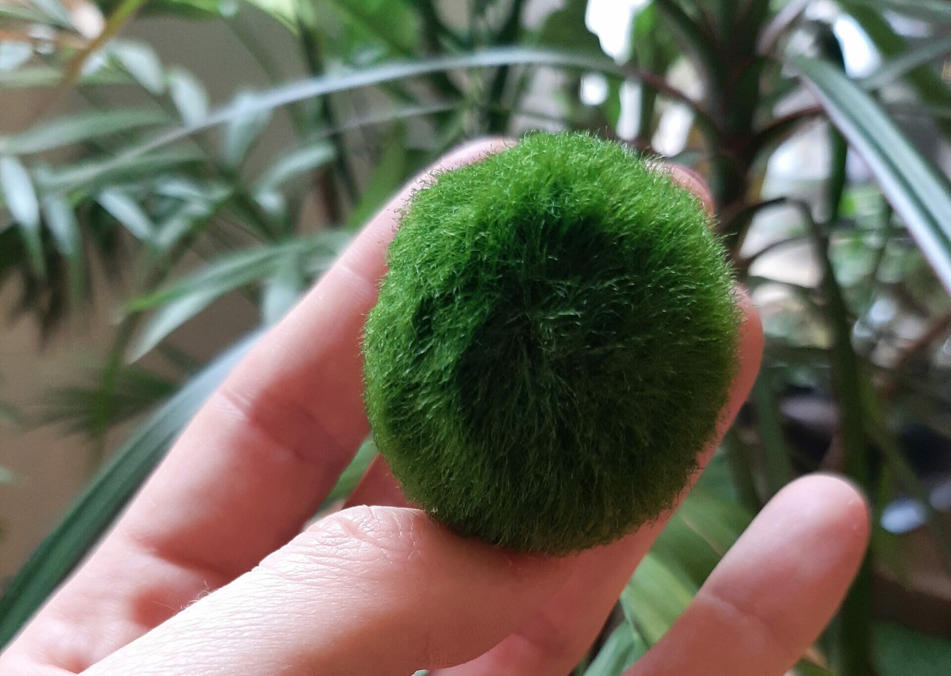 Marimo