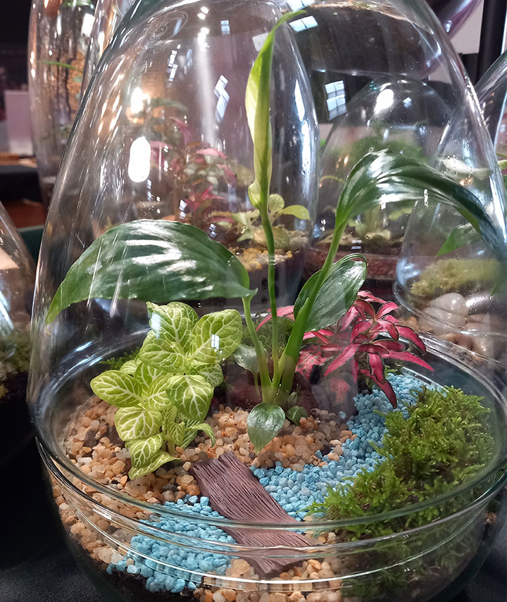 terrariuo-uovo