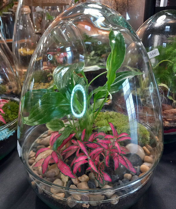 terrariuo-uovo