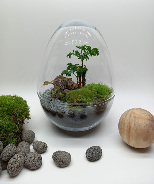 terrariuo-uovo