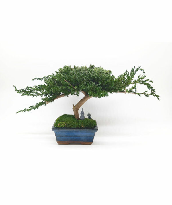 bonsai-juniperus-1