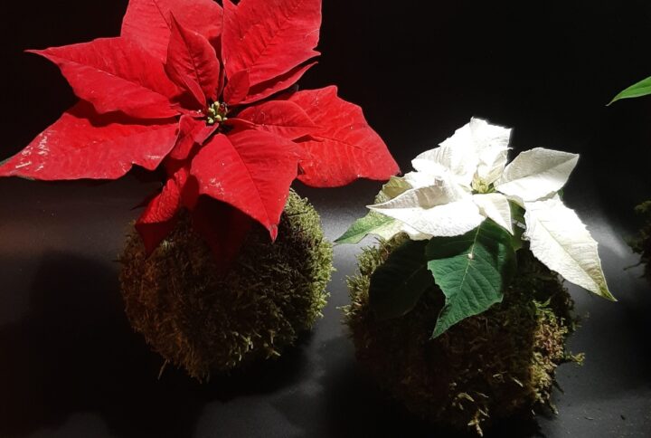 kokedama Euphorbia pulcherrima (stella di natale)
