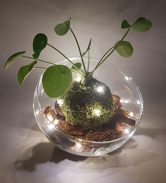 kokedama