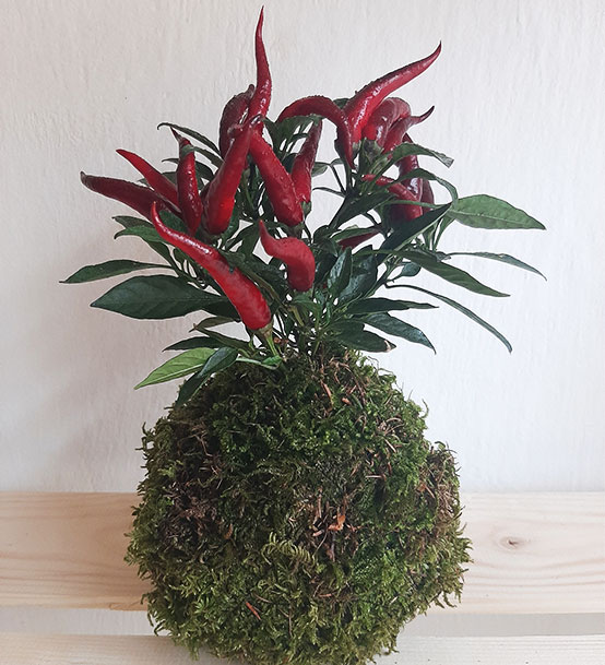 kokedama