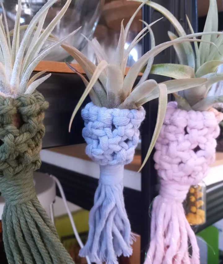 la tillandsia